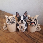 Withシーサー★ボストンテリア②