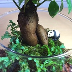 【再販】アレンジ苔玉　ガジュマルの森