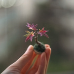 秋色 紅葉 の 極小豆盆栽