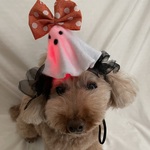 お化けのカチューシャ👻(ライト点滅するよ💡)