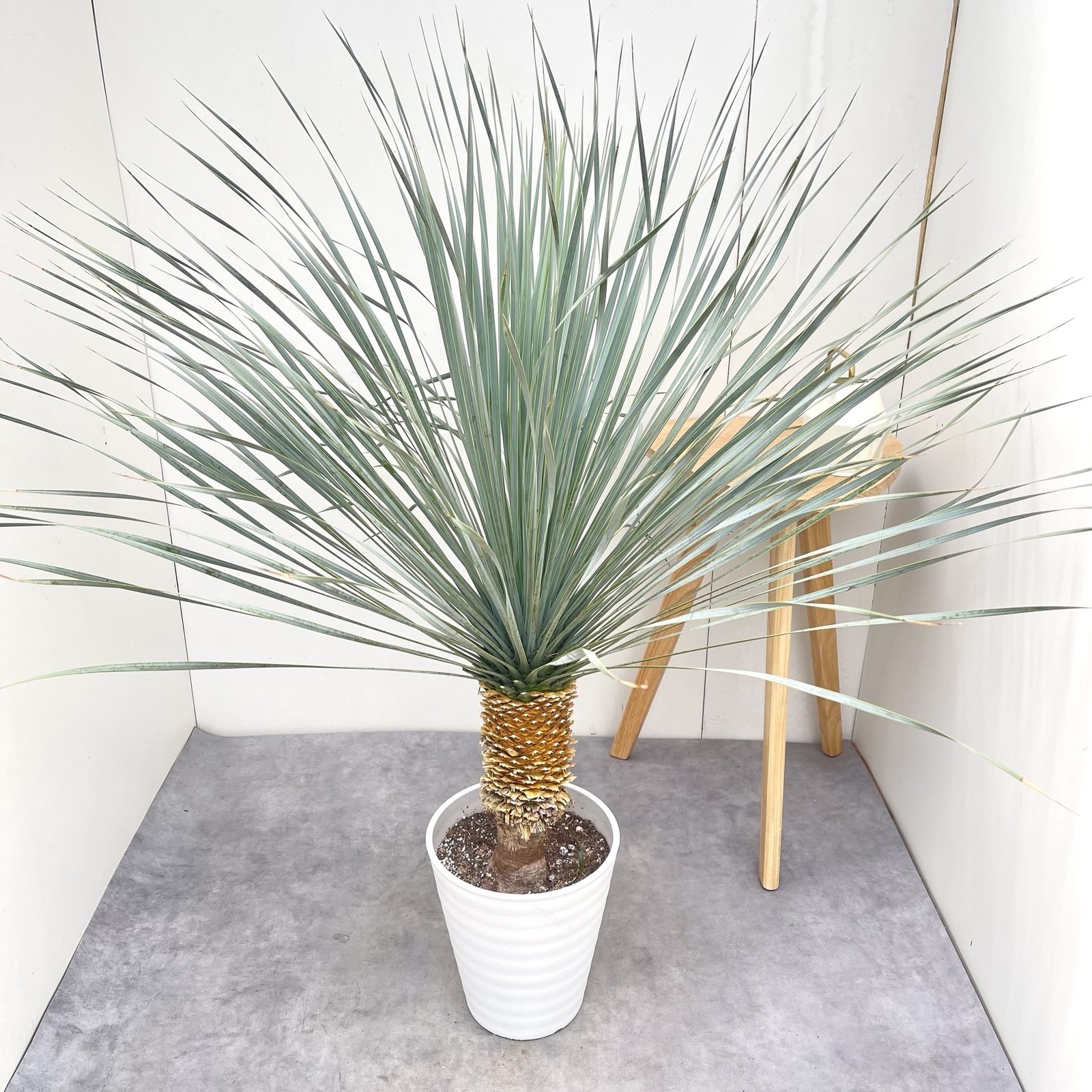 ユッカ ロストラータ ランチョンブルー 7【現品】観葉植物 ドライ