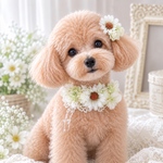 【再販】白いお花のペット用チョーカー&ヘアクリップ 犬猫アクセサリー ペット用アクセサリー お花首輪 ペット装飾品 リングドッグ トリミングアクセサリー 犬ヘッドドレス 犬結婚式 記念日フォト わんこ