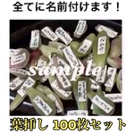 多肉植物 葉挿し 韓国苗 ミックスベリア入り お試しセット 40種類以上 100枚セット