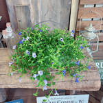 ラスト！SALE♡【スーパートレニア2種類寄せ植え】手付きホワイト系ブリキ鉢！素敵な色合い！お花ガーデニング