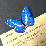 手描きのキプリスモルフォのブローチ　立体