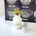 プチ多肉植物_メディシンボトル寄せ植え