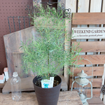 現品SALE♡【ユーカリ ニコリー】毎年楽しめる人気の植物！ナチュラルグリーン