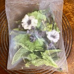 【聖なるハーブで心をリセット】ピュア・トゥルシー（Pure Tulsi)
