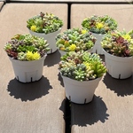 多肉植物 寄せ植え そのまま飾れる‪ *ˊᵕˋ* Sポット