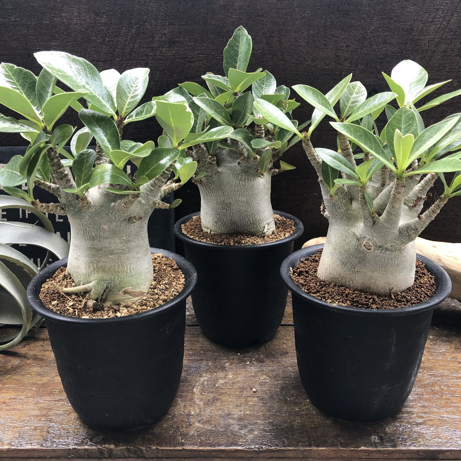 アデニウム♡アラビカム ドワーフ♡4号サイズ♡塊根植物♡蛸足♡観葉