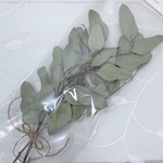 ユーカリポポラス⭐️ドライ☆葉っぱ🌿A4ネコポスいっぱいに入れて送ります⭐️