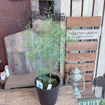 SALE♡【ユーカリ ニコリー】毎年楽しめる人気の植物！ナチュラルグリーン