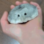 ぺたんこハムスター