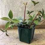 観葉植物　ペペロミア　プテオラータ