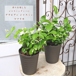 🌷花苗 アラビアン ジャスミン グレイスフルレディ ジェイド 3.5号ポット マツリカ 八重咲き 茉莉花 芳香 白花 常緑低木🌷