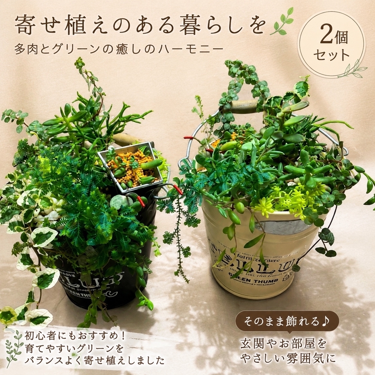 すぐ飾れる ジニアと多肉の寄せ植え2鉢セット花苗 寄植え ブリキ鉢