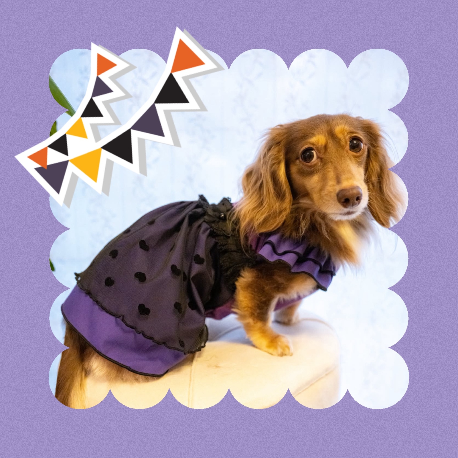 ハンドメイド♡犬服 チュール重ねバルーンワンピース(黒系) 犬服『🎃❤︎ブラックチュール ハロウィン ワンピース・バルーン