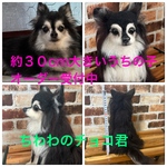 羊毛フェルトオーダー（抱っこ出来る大きさ）約30cm  シェルティ  柴犬 トイプードル コーギー ポメラニアン チワワ ペキニーズ ダックス他相談してね　大きくて存在感凄い！