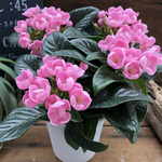 ニオイザクラ♡ 甘い香りがします♡スィートルビー♡可愛い桃色の花♡ガーデニング♡観葉植物