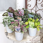 🌷花苗 多年草 アジュガ 3号ポット グランドカバー カラーリーフ🌷