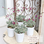 🌷花苗 ペラルゴニウム シドイデス 2.5号ポット 多年草 ダークレッド シルバーリーフ 原種系 育てやすい🌷