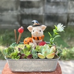 ★送料無料★♡そのまま飾れる♡ハロウィンぶたちゃんの可愛い多肉植物寄せ植え╰(*´︶`*)╯