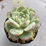 ビロード＊土つき苗・多肉植物