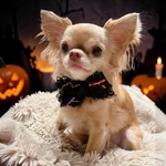 noir luxe Halloween ribbon choker ♡
