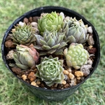 センペルビウム7種セット・小苗・抜き苗・多肉植物