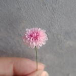 【ミニチュア】ダリア　桜貝（1本） 大きいサイズ