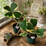 斑入り♡ハートホヤ♡ホヤ♡カーリー♡観葉植物♡