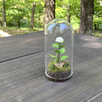 ミニチュア紫陽花　アナベル　1輪タイプ　ガラスケース入り　〜 あじさいの見える風景 〜　紫陽花