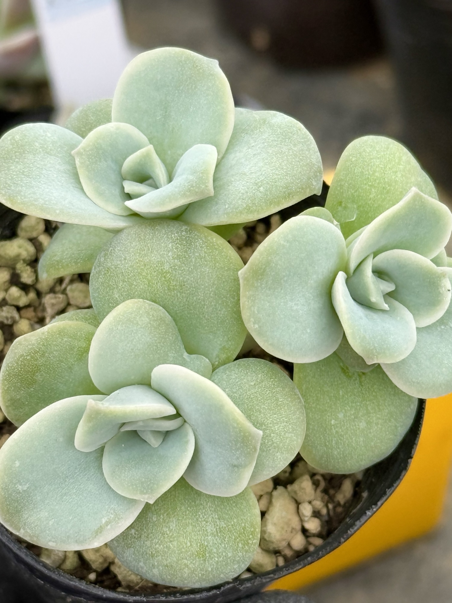 マッコス＊多肉植物＊5カット苗 - SUTHINKY'S GALLERY | minne byGMO