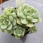 ローズムーン＊土つき苗・多肉植物