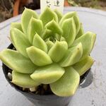 相府蓮×エレガンス＊土つき苗・多肉植物