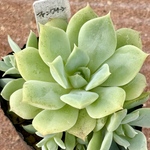 ファンクィーン＊エケベリア＊多肉植物＊ポットごと