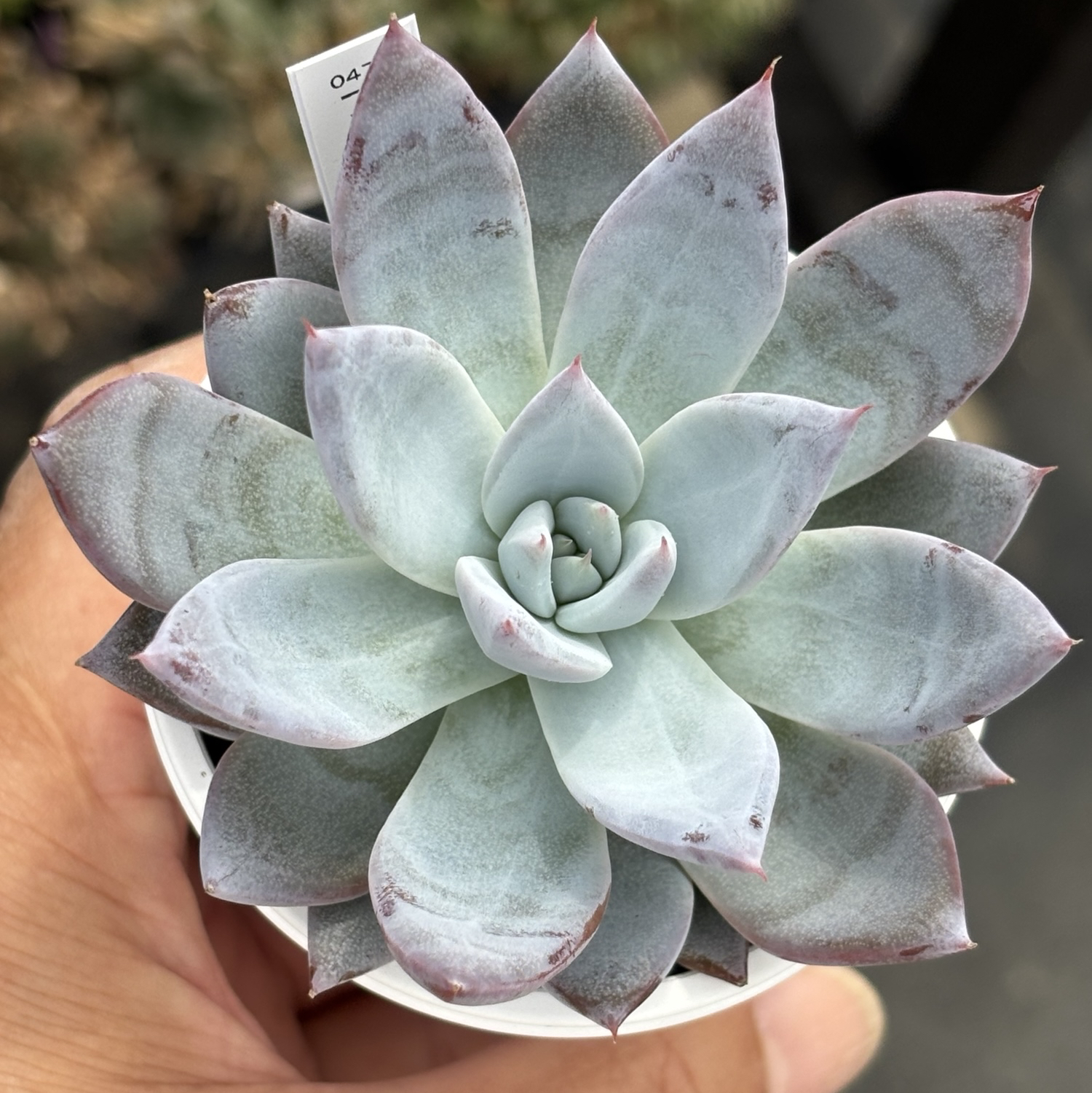 レア品種！【現品】 ☆ブルーバニラ 多肉植物 自家繁殖 国産（9/12再販