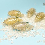 【海の生き物で個性的に！】 人と被らない コウイカ ブローチ