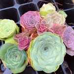 お買い得　多肉植物　グリーノビア　ミックス5点　カット苗