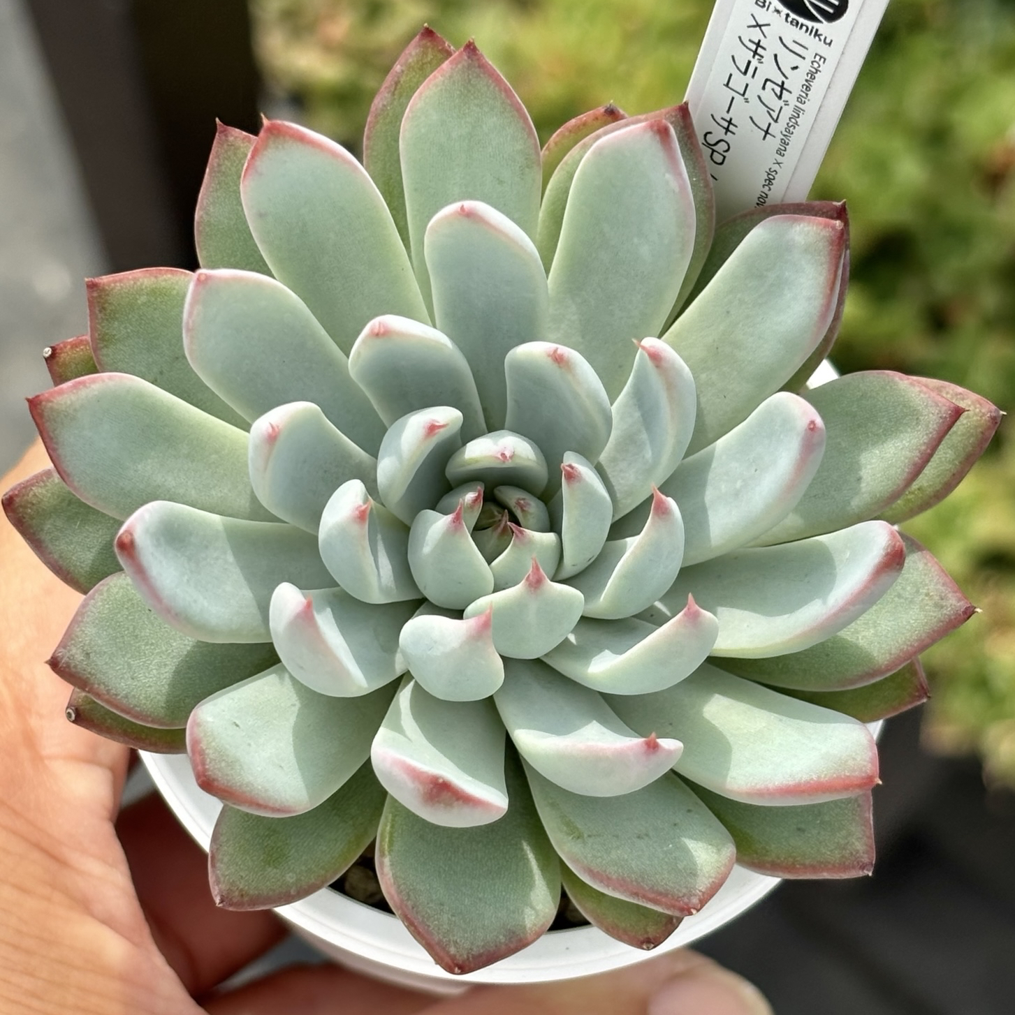 レア品種！【現品】 ☆ブルーバニラ 多肉植物 自家繁殖 国産（9/12再販
