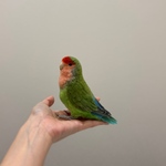 green.b様専用ページ
