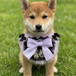 🎃ハロウィンのフリフリチョーカー
