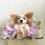 メルちゃん専用ページ