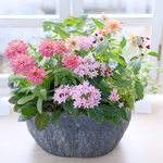 優しさを運ぶ　秋ジニアとペンタスのふんわりピンクな寄せ植え