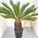 ソテツ　蘇鉄　5【現品】ドライガーデン　観葉植物　屋外　大型