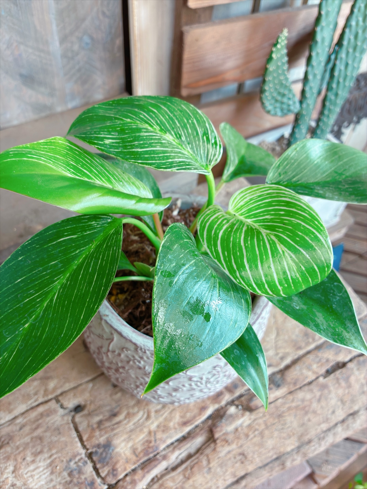 新作♡現品【くねっとウンベラータ】かっこいい大きめ観葉植物！薄