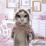 no.476 おひるね猫さん