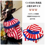 小型犬　くいだおれMUSASHI🤡