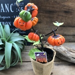 ソラナム　パンプキン♡ハロウィンに♡早い者勝ち♡実つき♡かぼちゃ