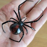 竹細工　セアカコケグモ